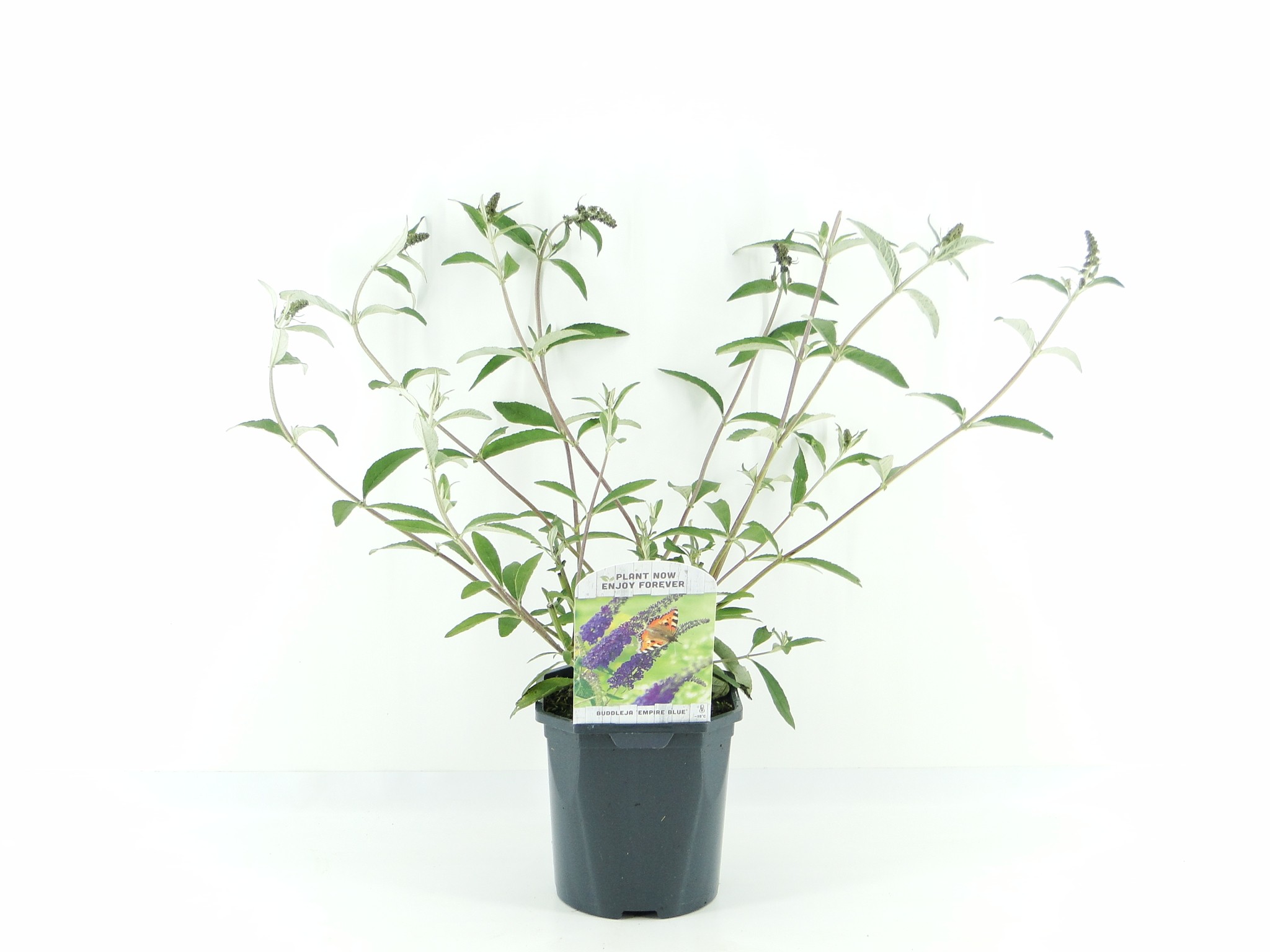 Picture of Buddleja dav. Empire Blue P17 (2 Ltr) Square