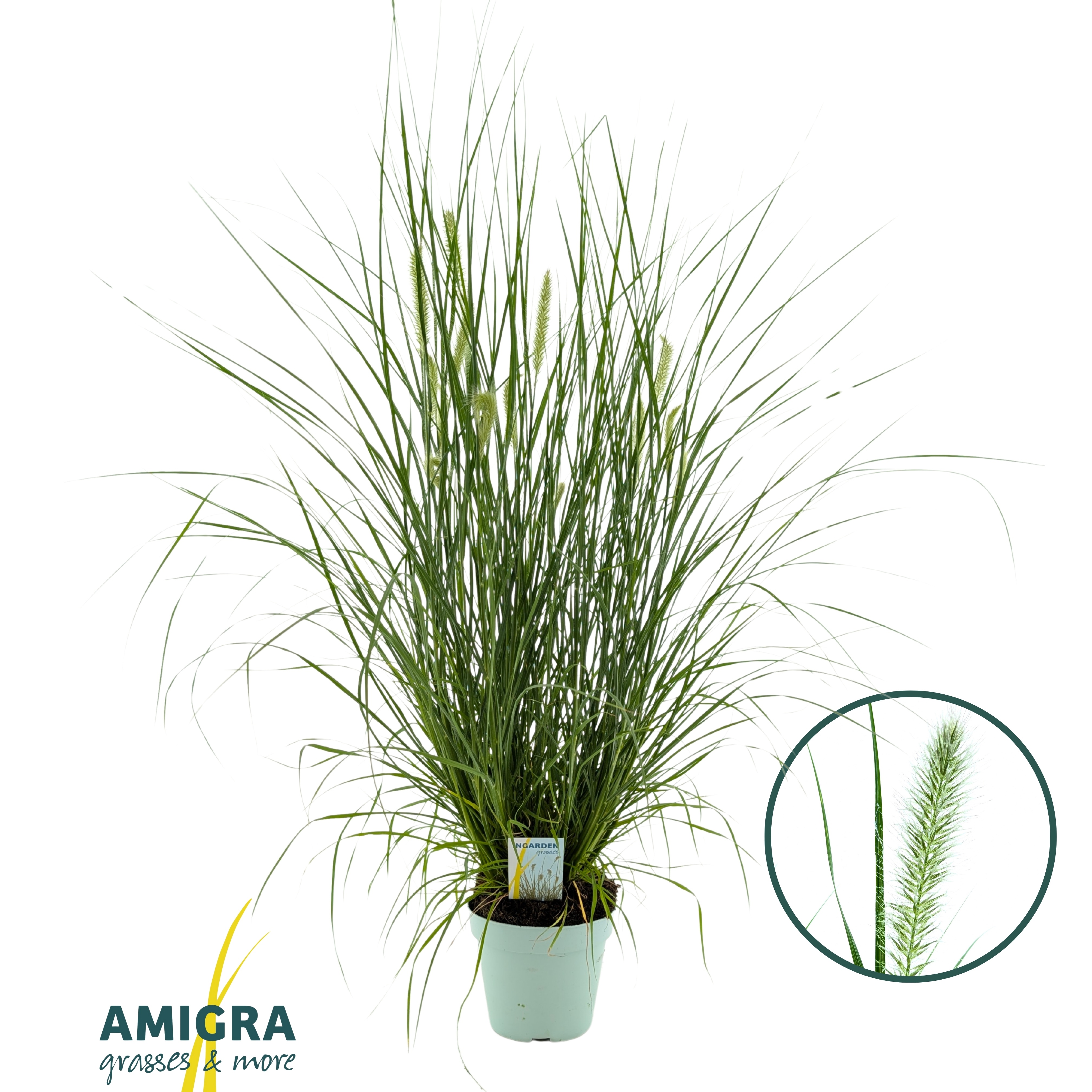 Picture of Pennisetum alopecuroides 'Hameln'