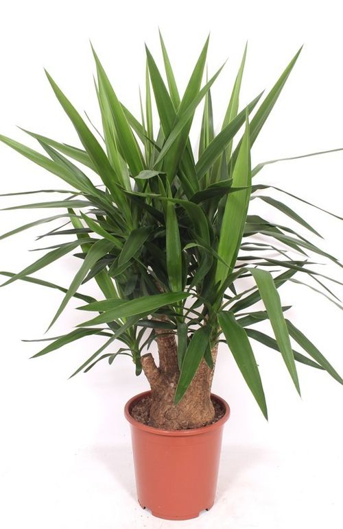 Yucca elephantipes p27 fachjan