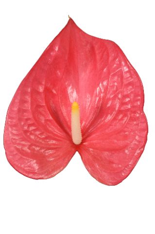 Anth A Maine