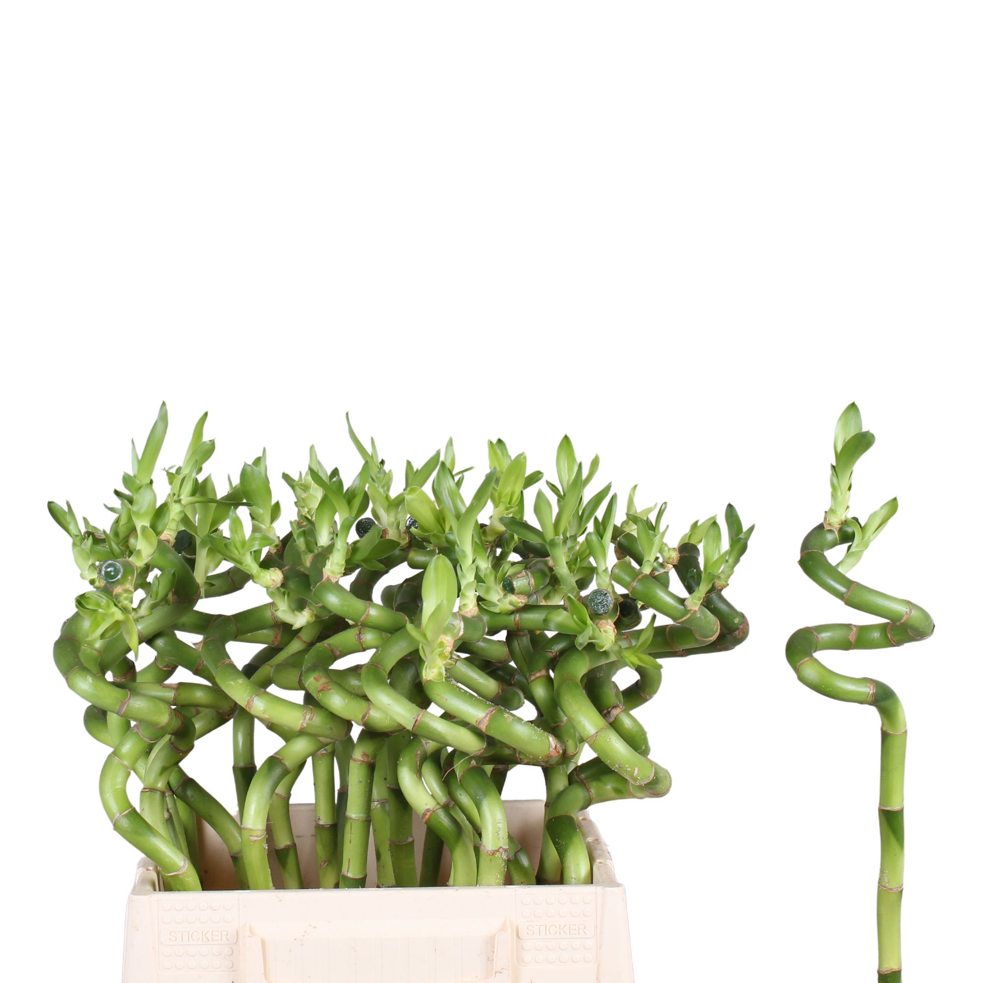 Drac S Lucky Bamboo