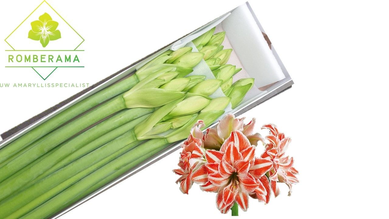 Hippeastrum Dancing Queen 4bl
