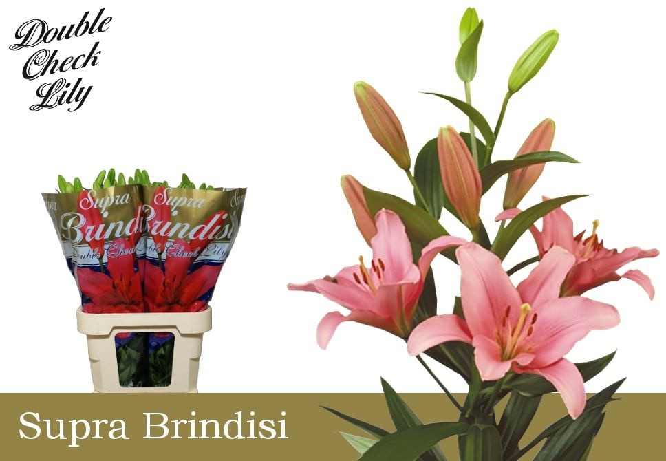 Li La Brindisi