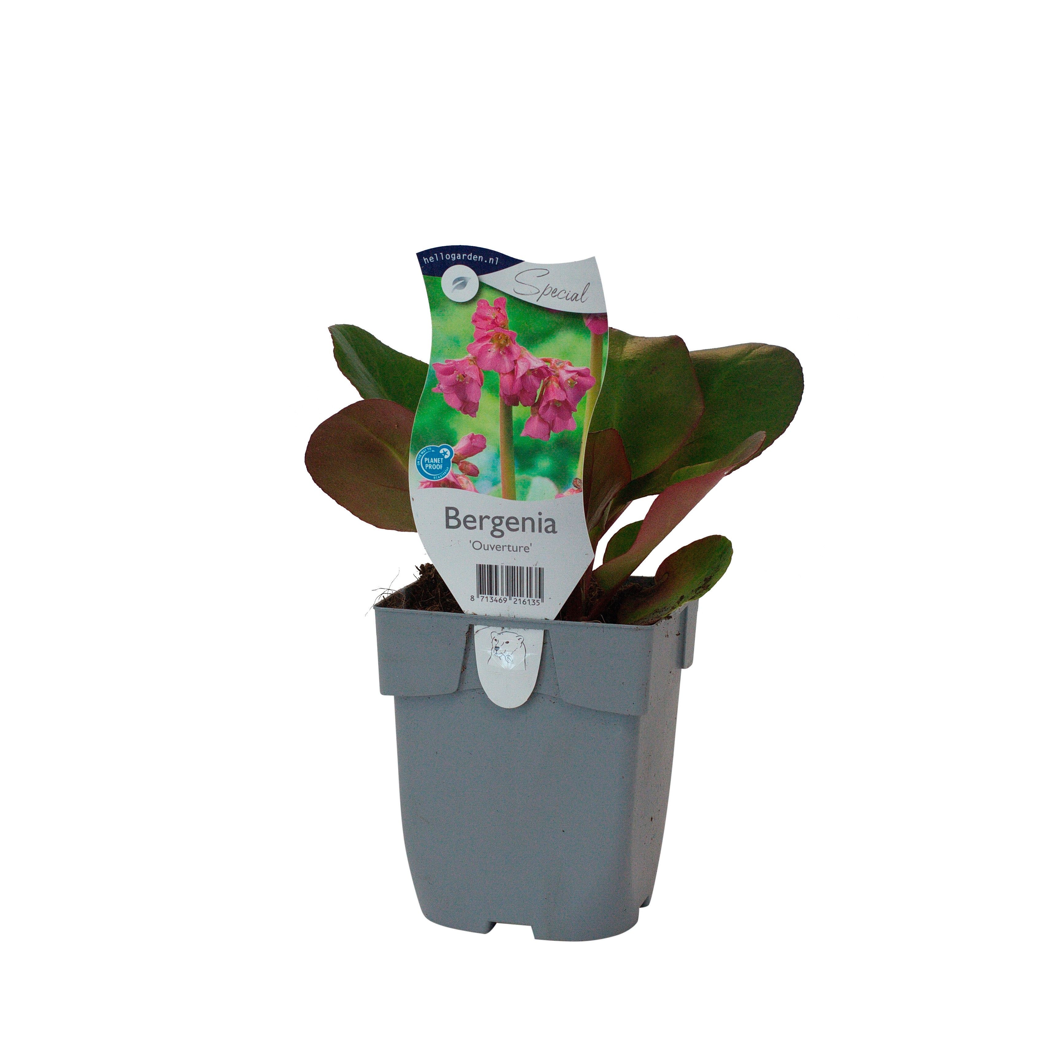 Bergenia 'Ouverture'