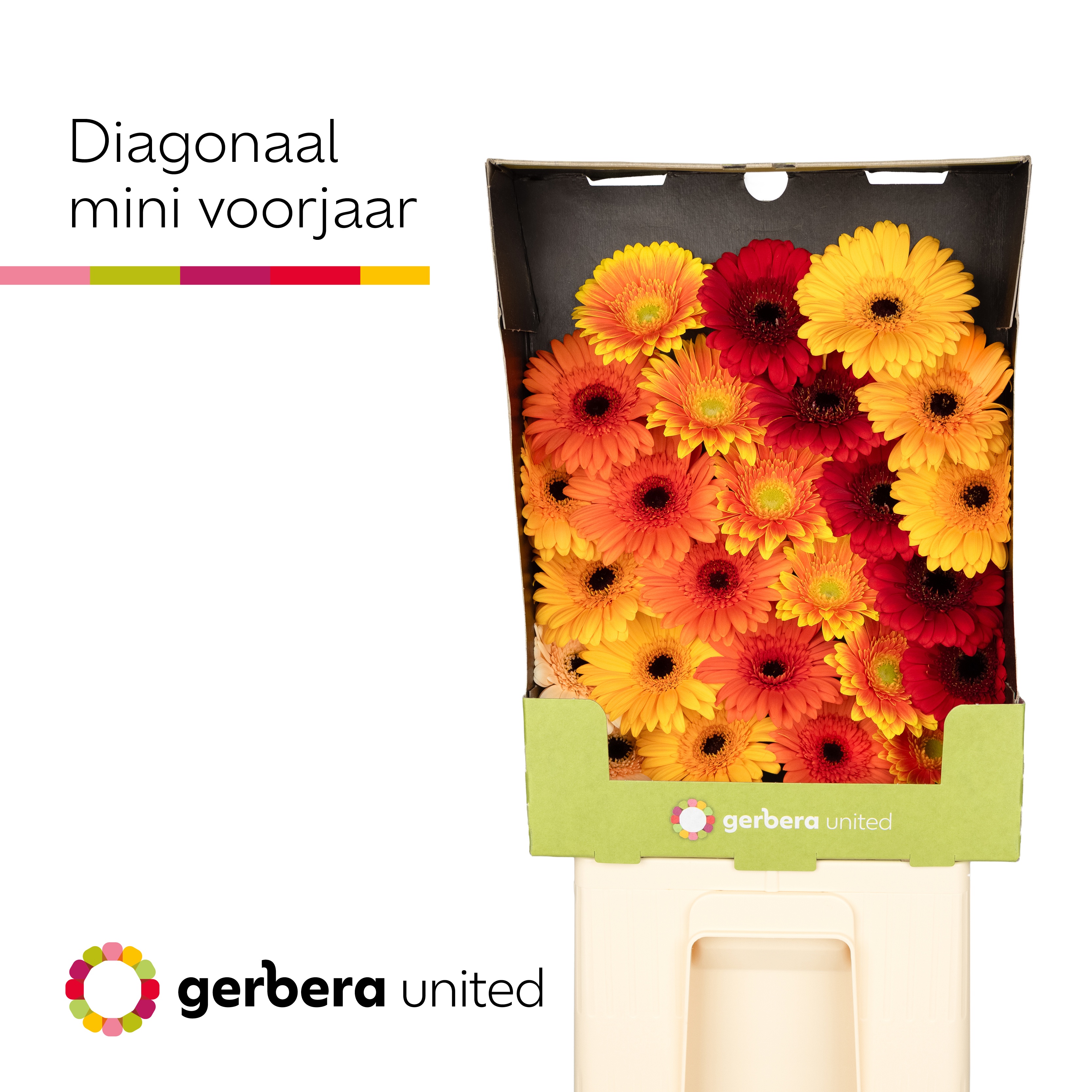 Ge Mi Diagonaal Gem