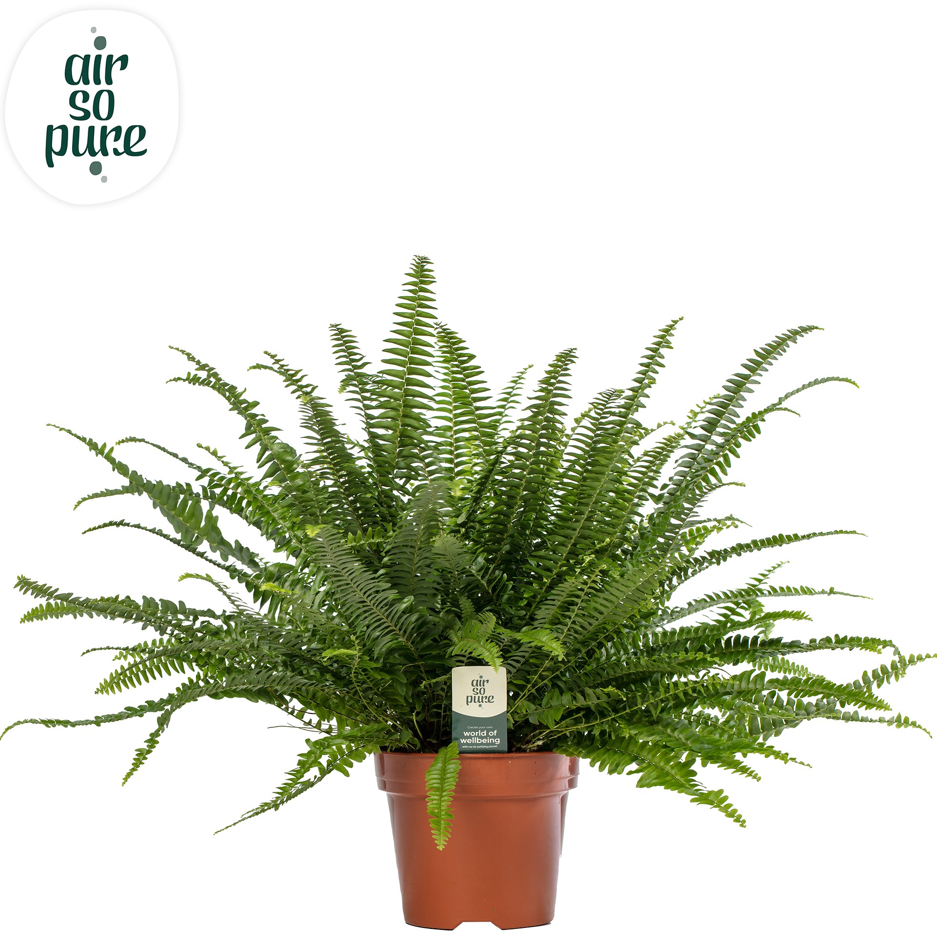 Picture of Nephrolepis Green Lady - Air So Pure P17 40CM