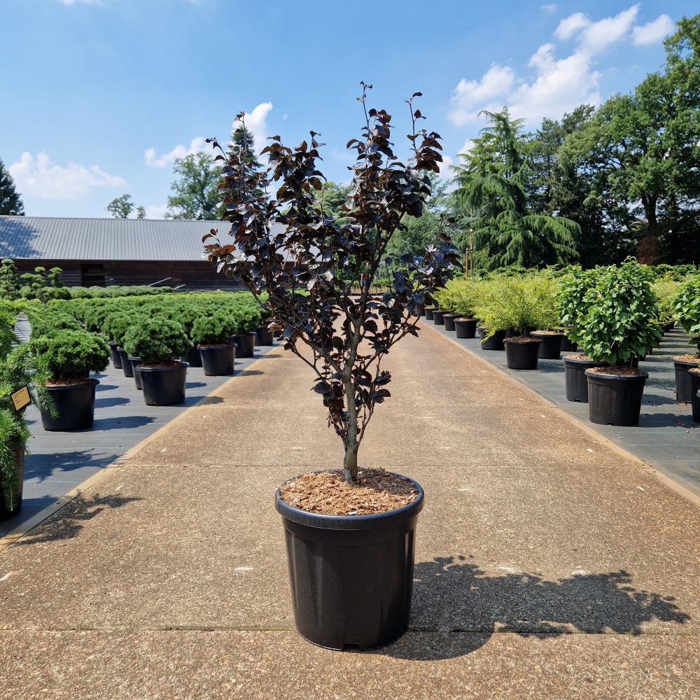 Picture of Fagus sylv. Purpurea Nana C11 50/60