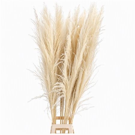 Cortaderia Ov