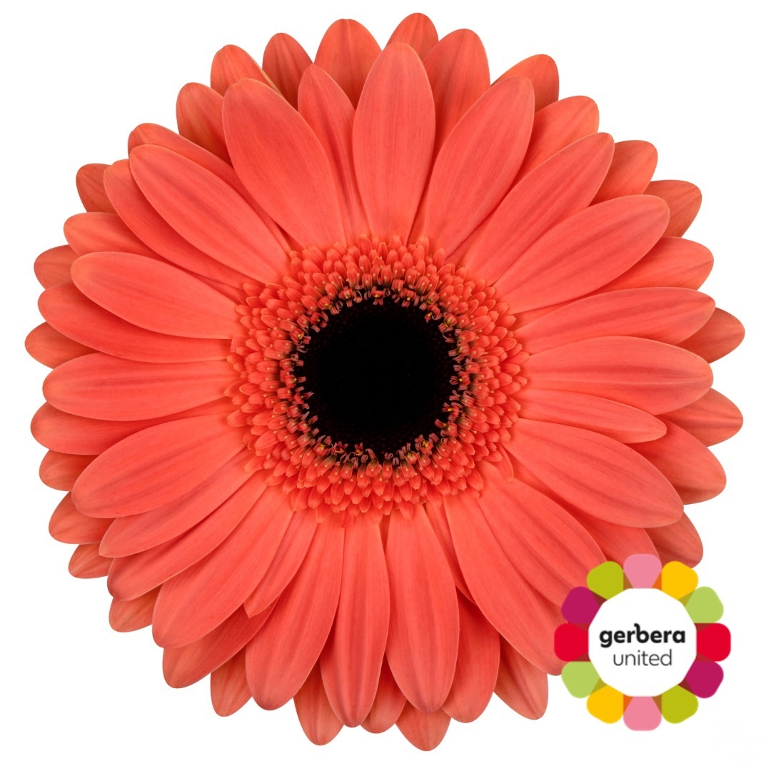 Gerbera Jamilla Diamond