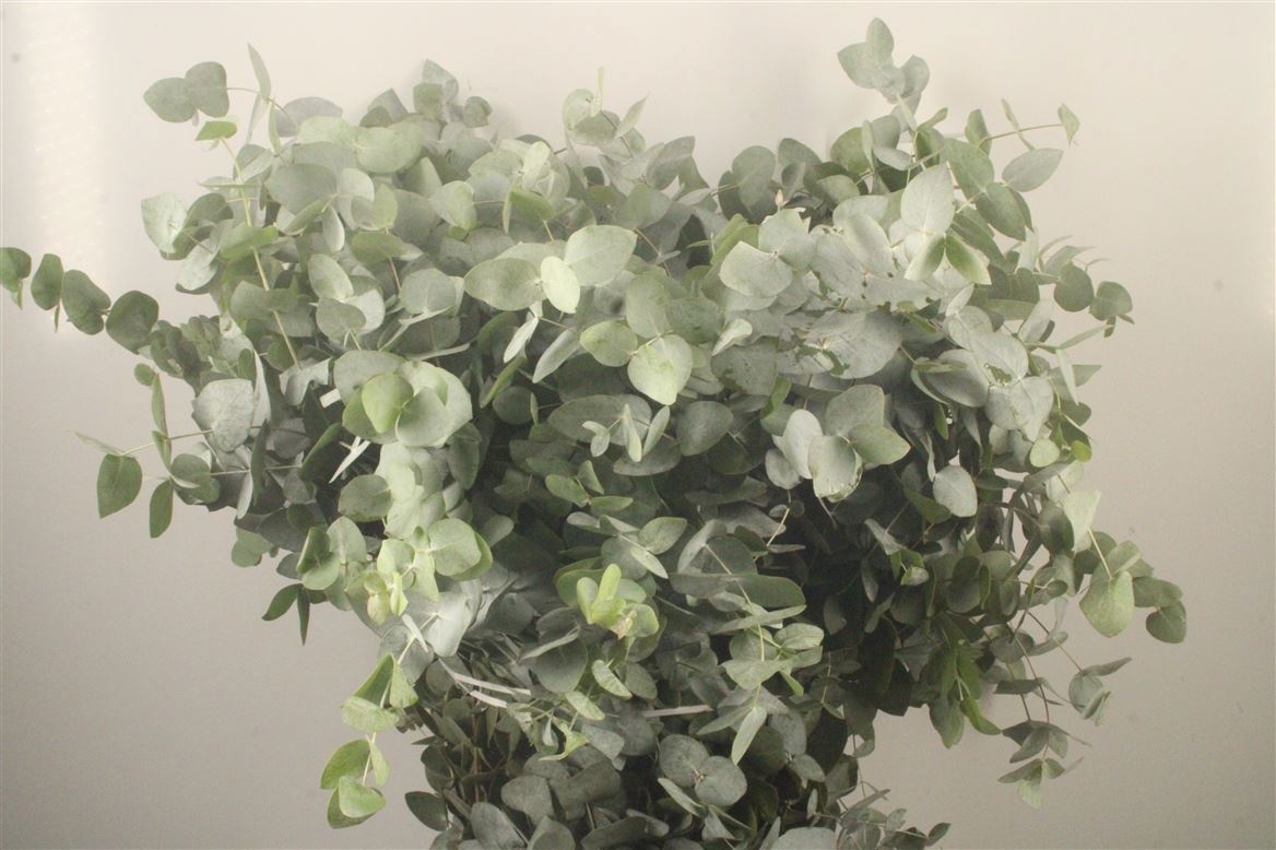Euc Cinerea Per Bos 70L.cm 300gram