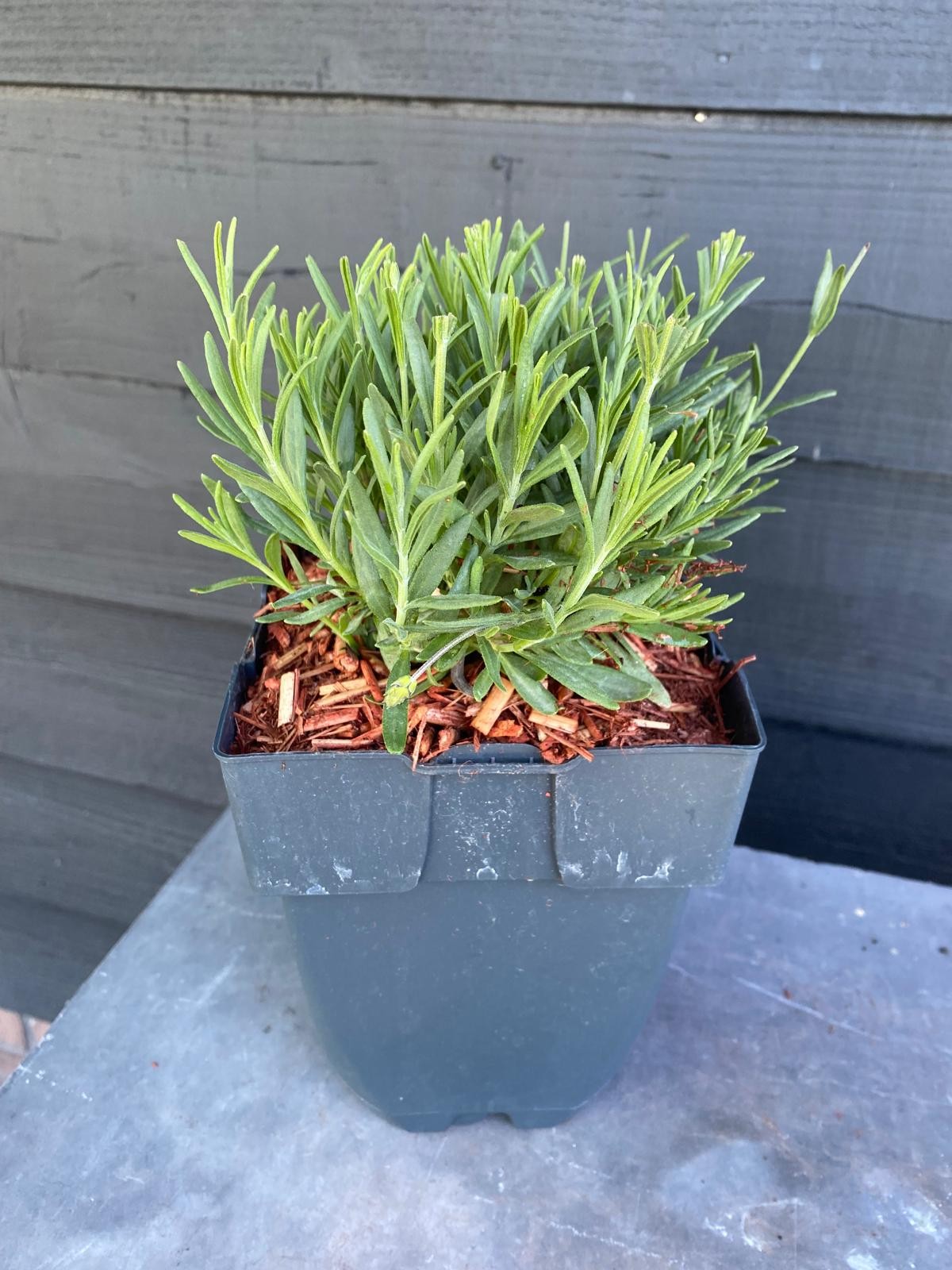 Picture of Lavandula angustifolia 'Hidcote' P17