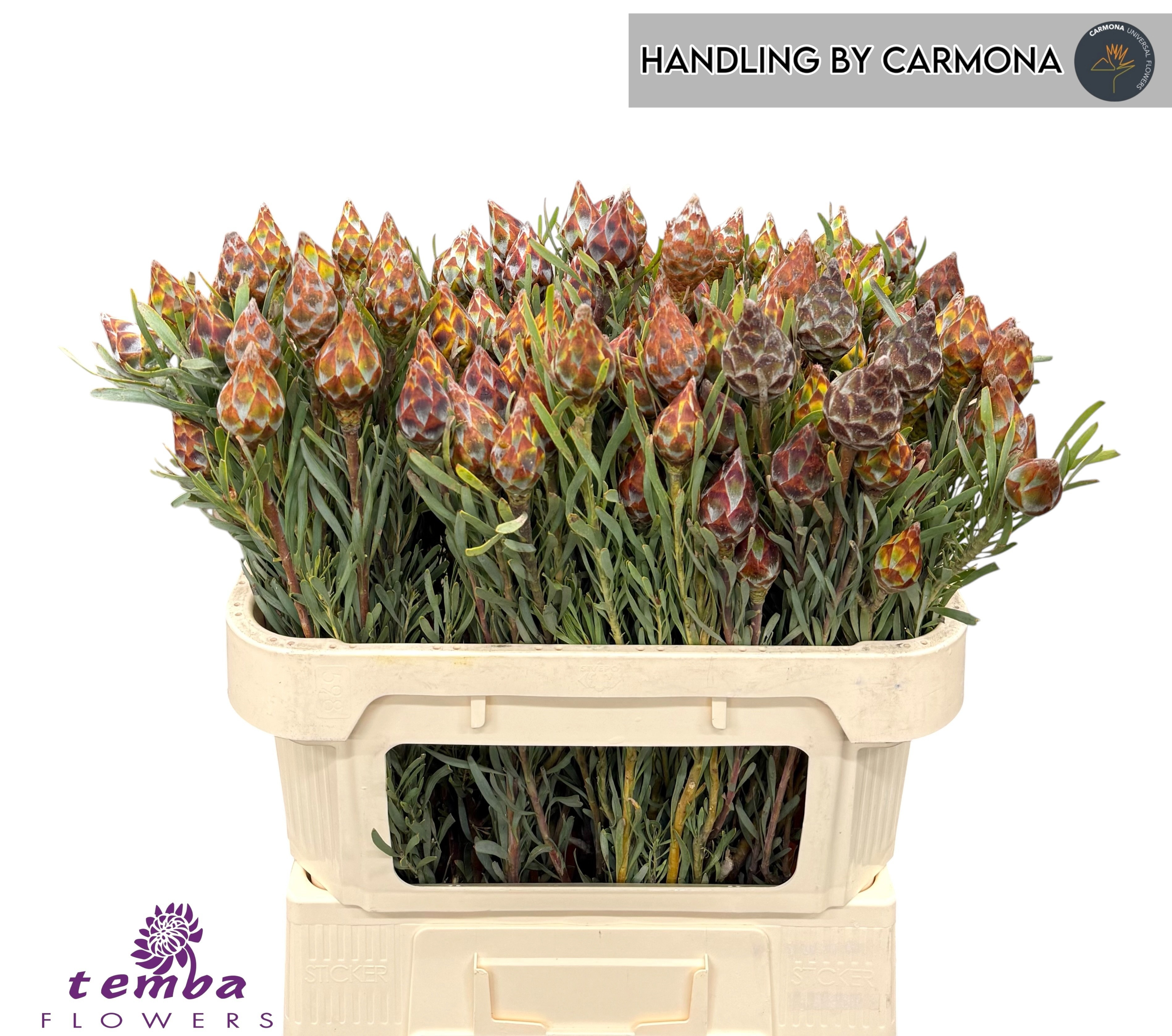 Leucadendron Rubrum Bnch 70cm