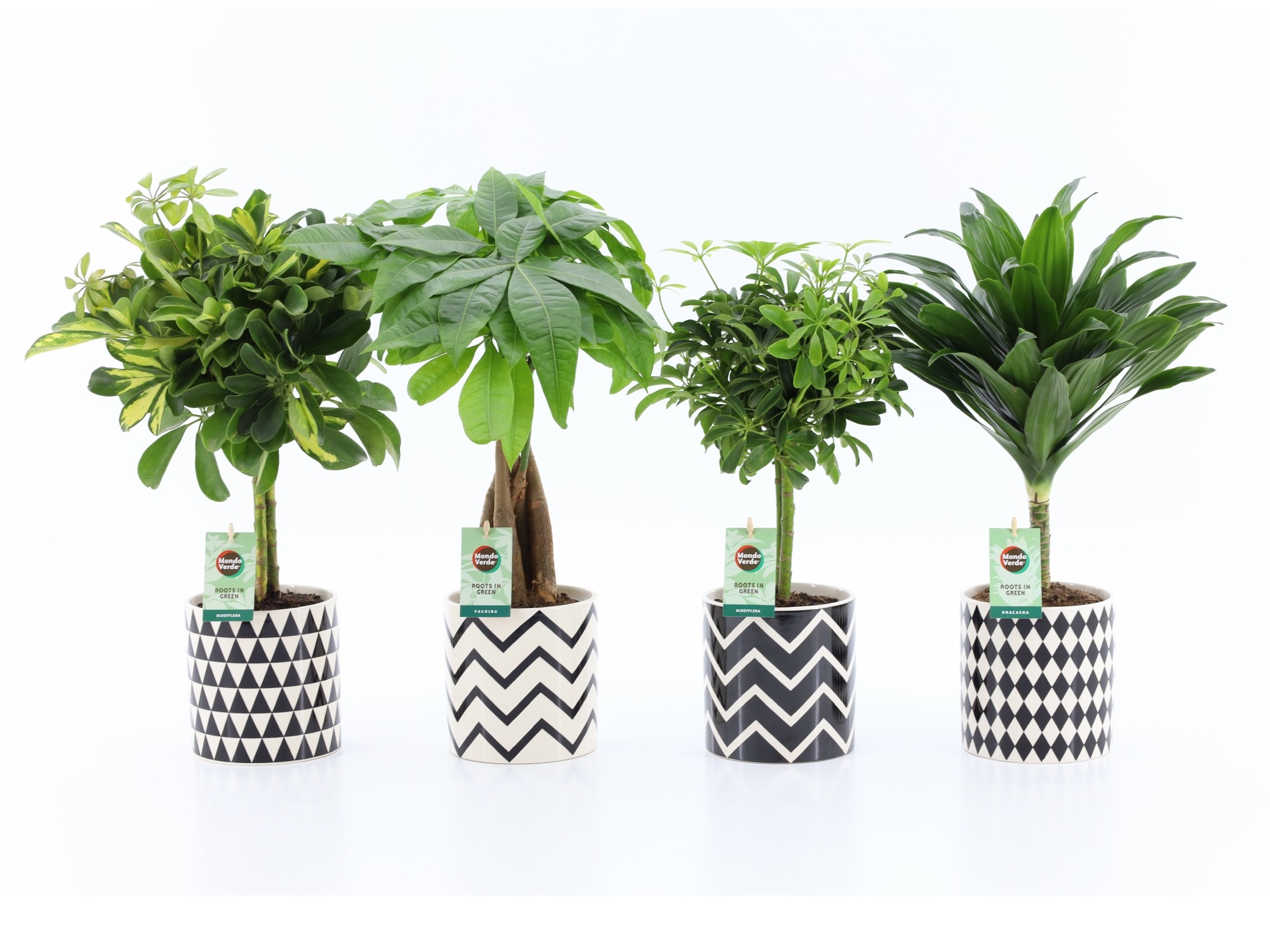 Picture of Houseplants Stems in varieties in Escher ceramic pot P14 45cm