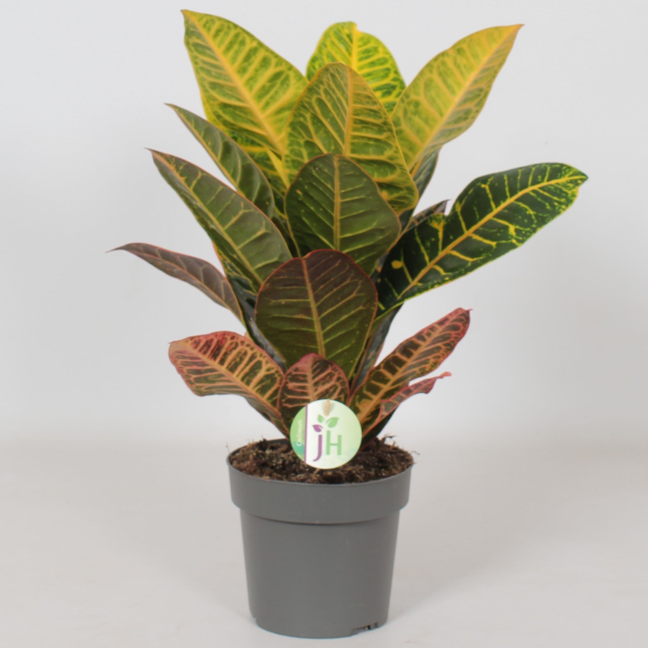 Codiaeum var. 'Petra' | Codiaeum var. grootbladig | Codiaeum var