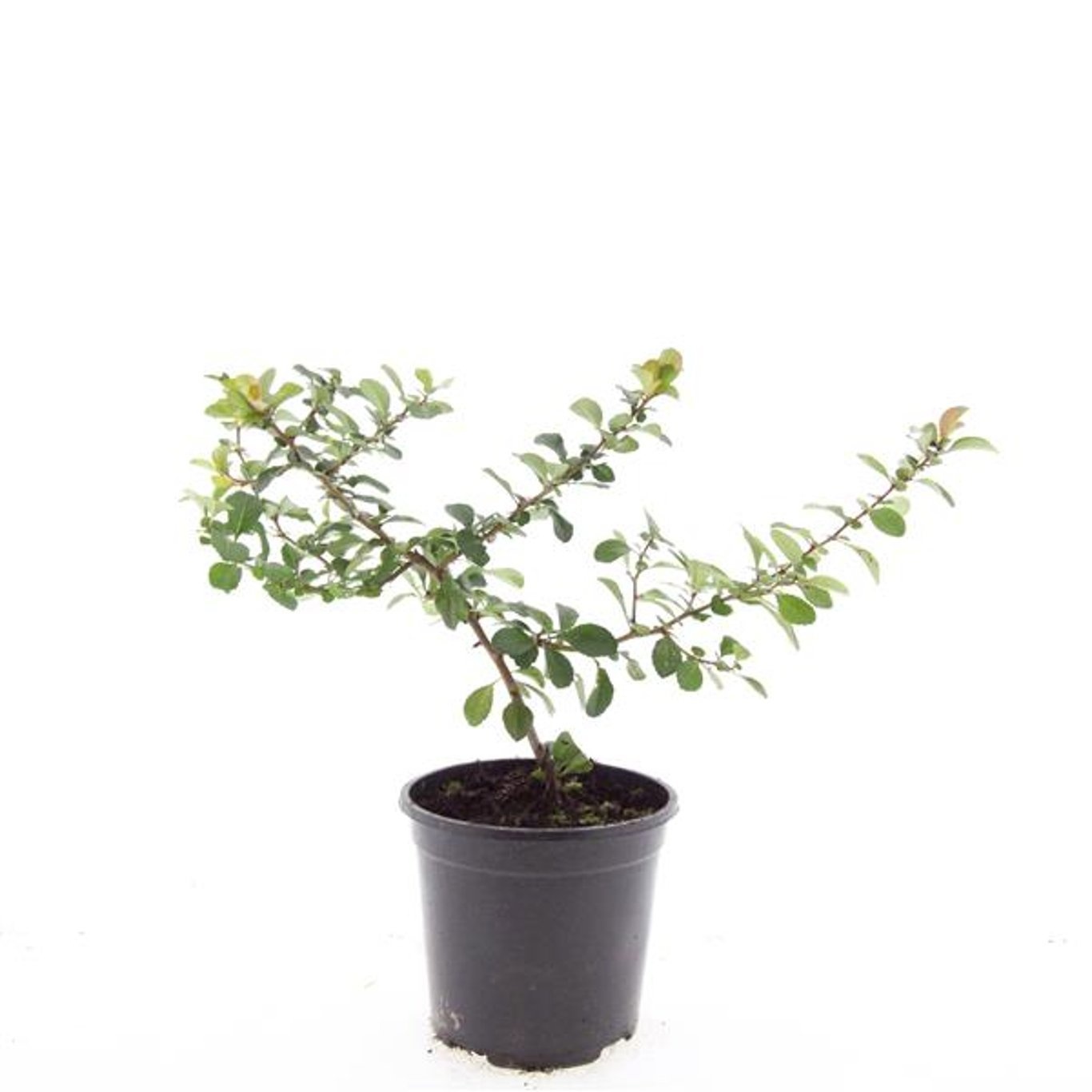 Chaenomeles japonica 'Sargentii'