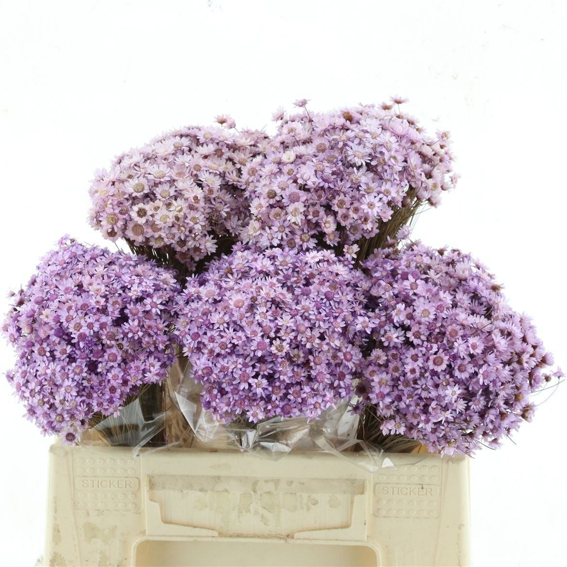 Dried/preserved Flowers Misc 50cm 50gram