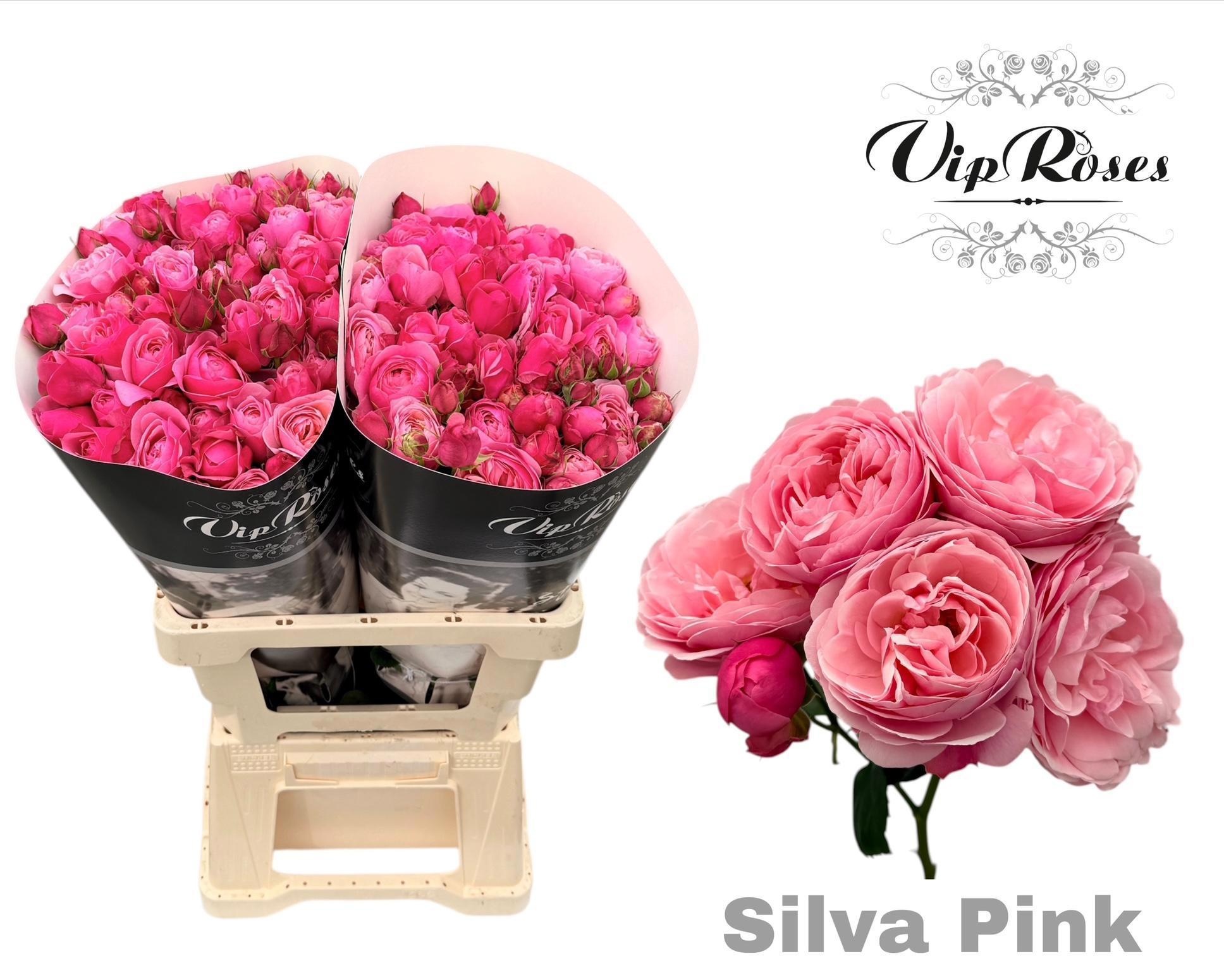 R Tr Silva Pink+