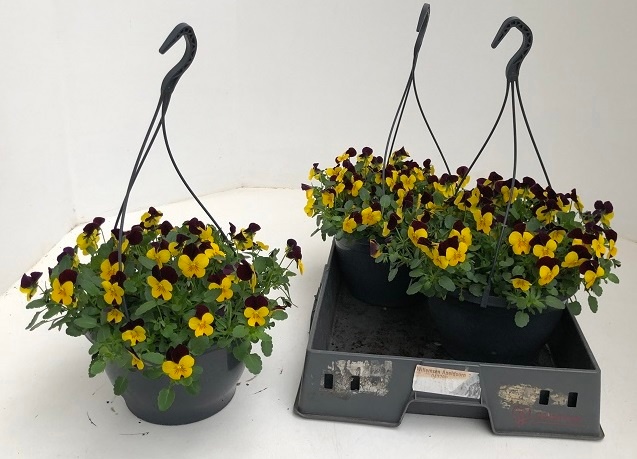 Viola End F1 Yellwrw 23Ø 40cm