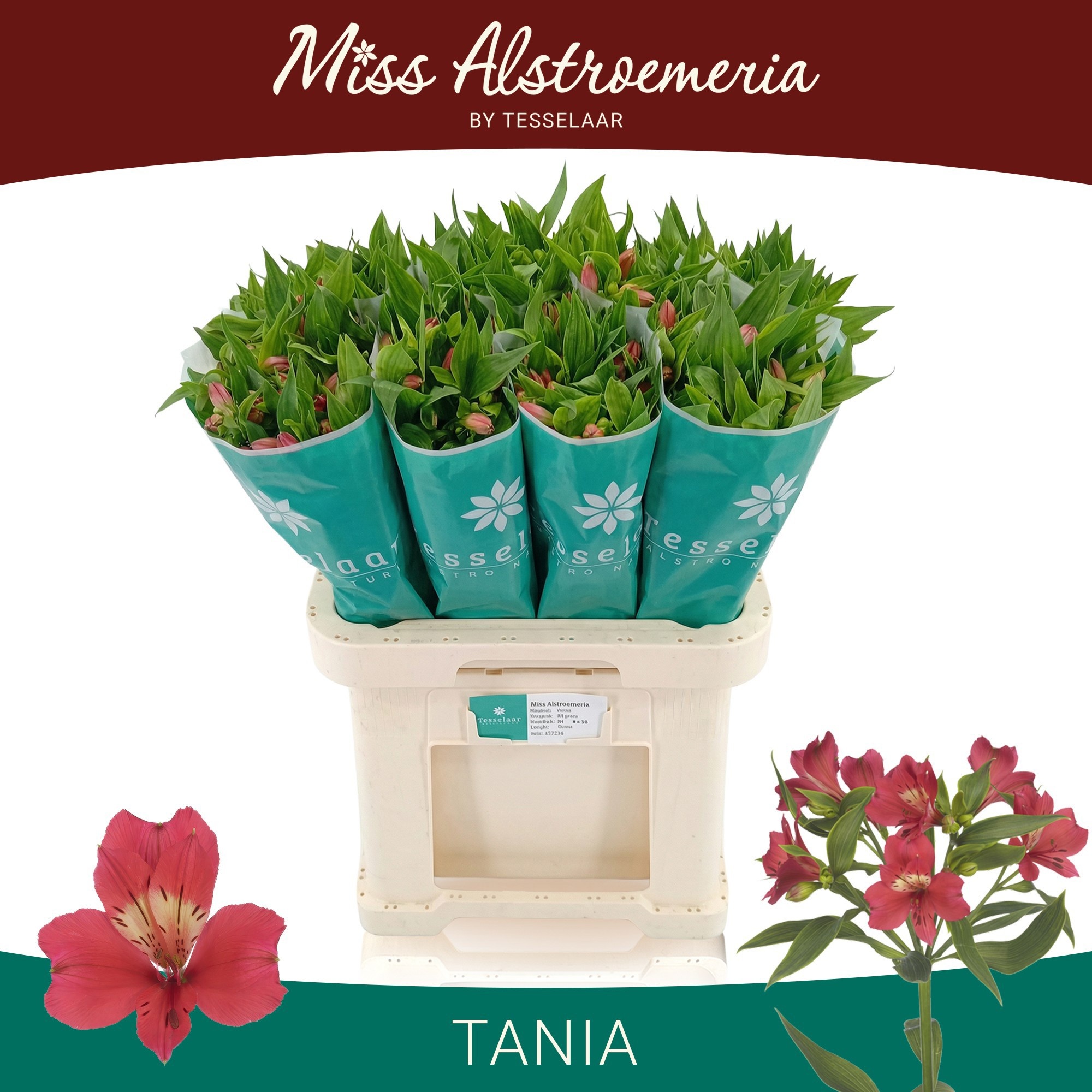 Alst Tania