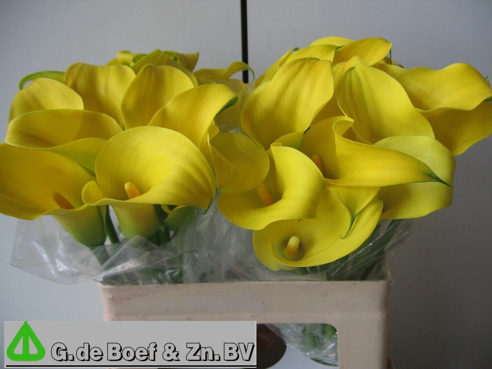 Calla Capt Solo 55cm