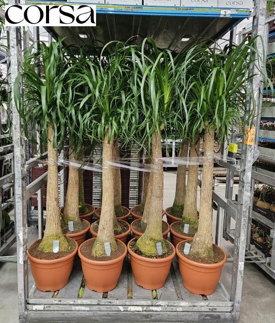 Nolina (BEAUCARNEA) 32Ø 155cm
