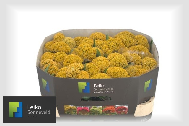 Celosia Reprise Gold 70cm