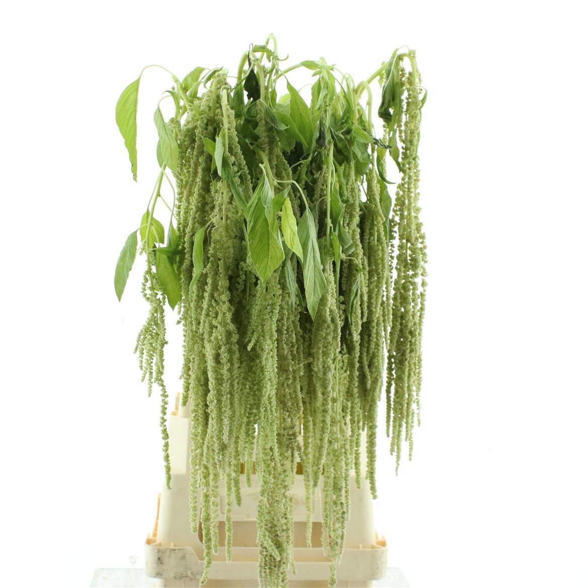 Amaranthus Riham 80cm