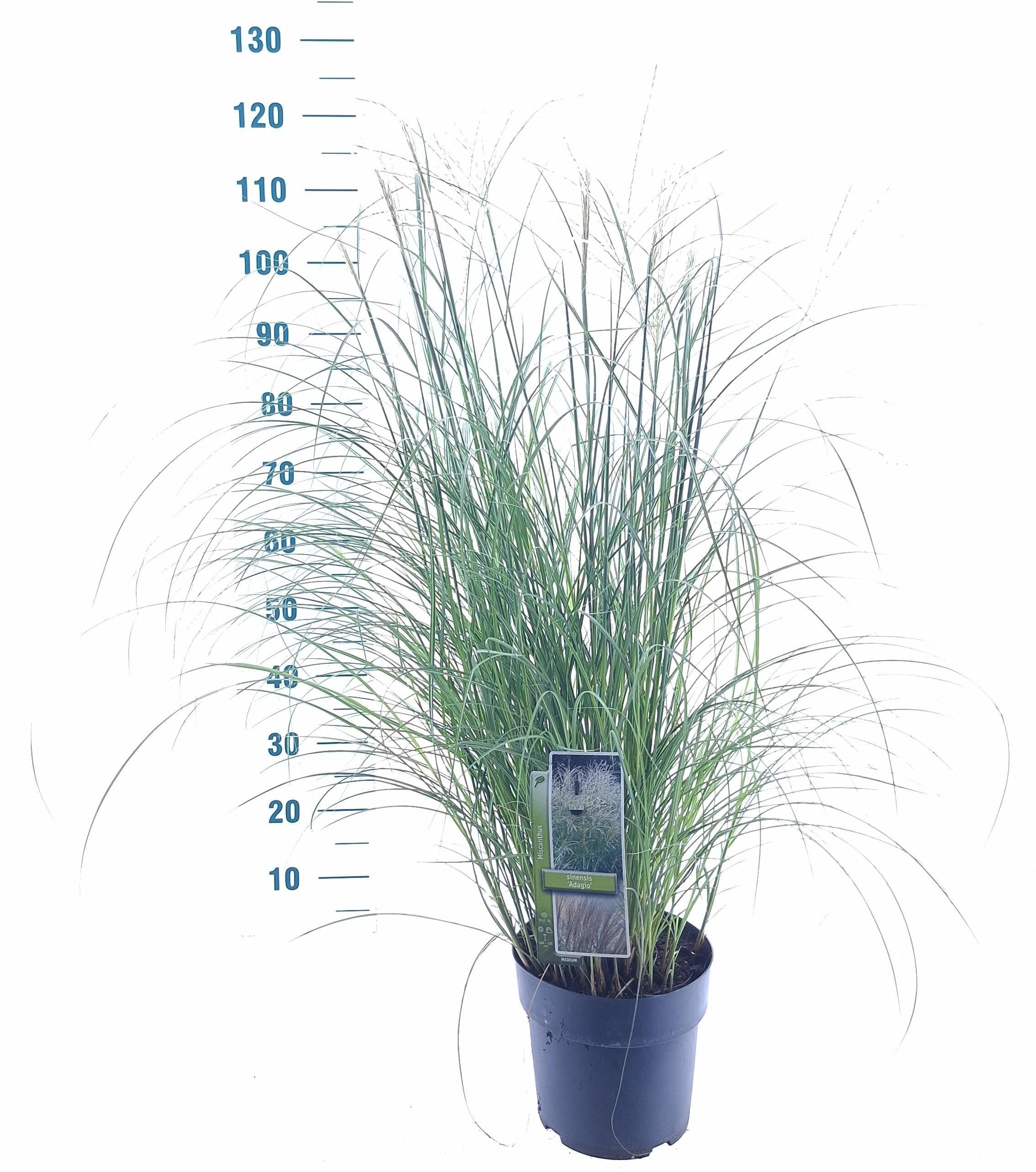 Miscanthus sinensis 'Adagio'
