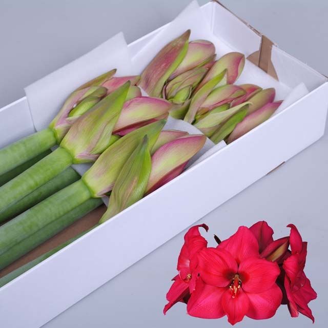 Hipp Ga Pleasure 4/5bl