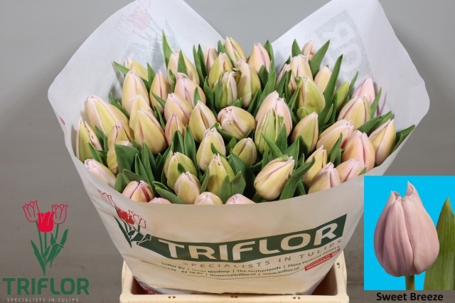Tulipa Sweet Breeze 42cm 46gram