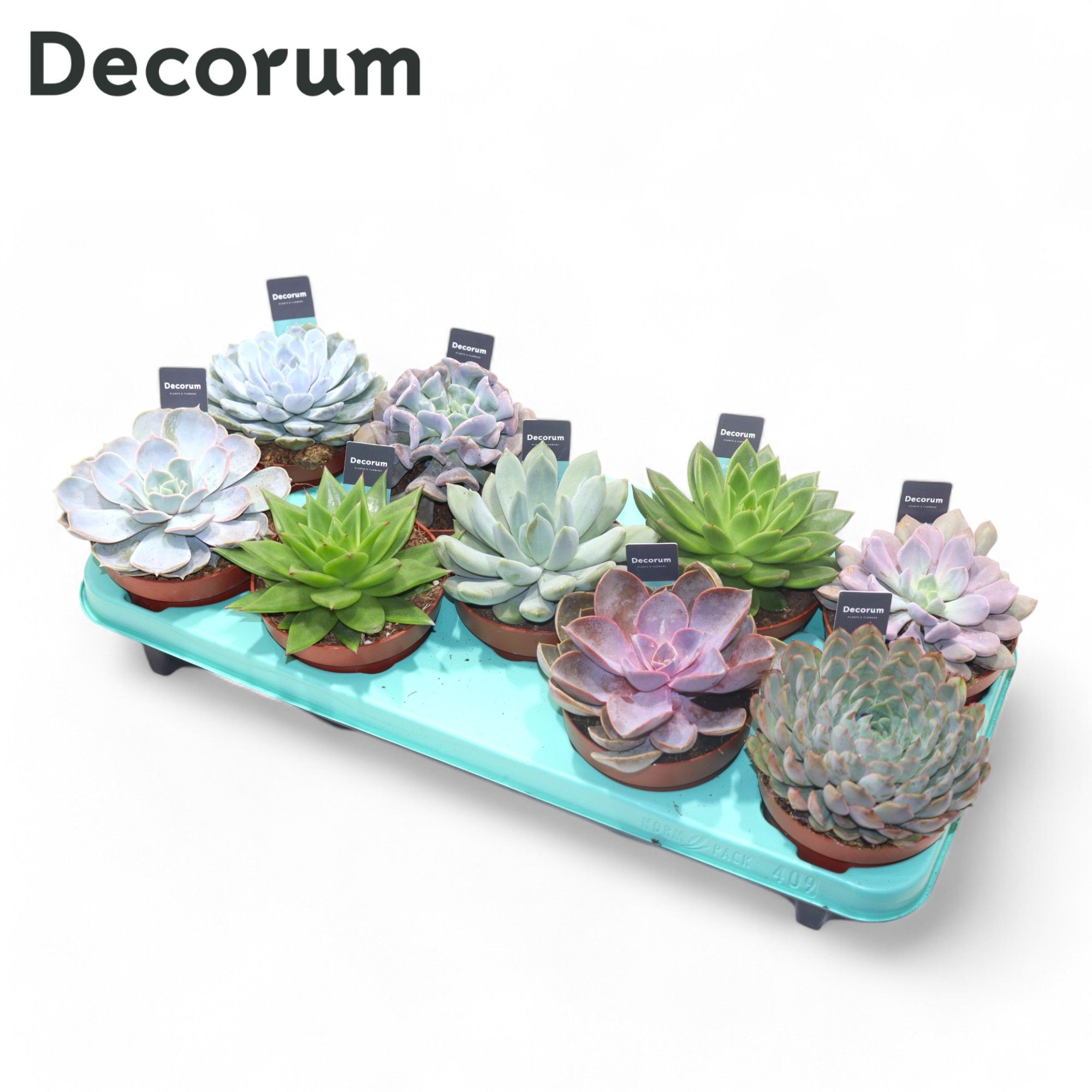 Picture of Echeveria 9 varieties (Decorum) P12 15CM