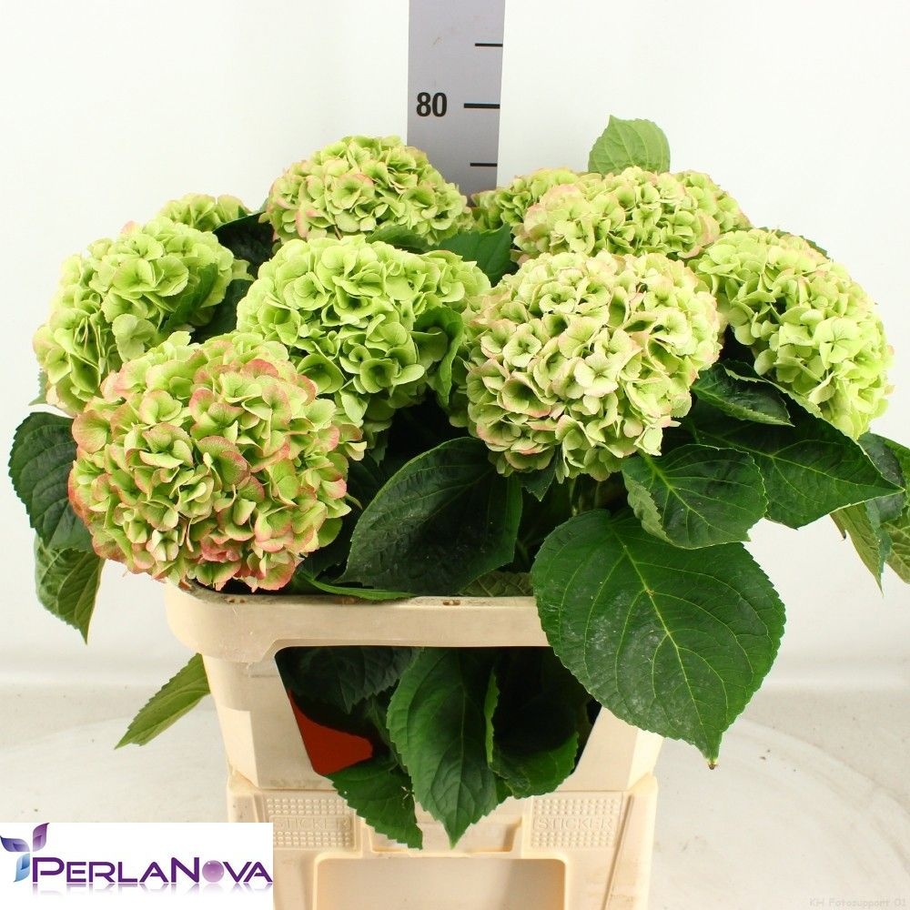Hydrangea My Matcha Classic 80cm 18Ø