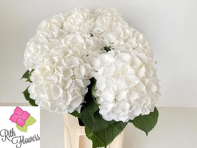 Hydrangea White Verena 80cm 24Ø