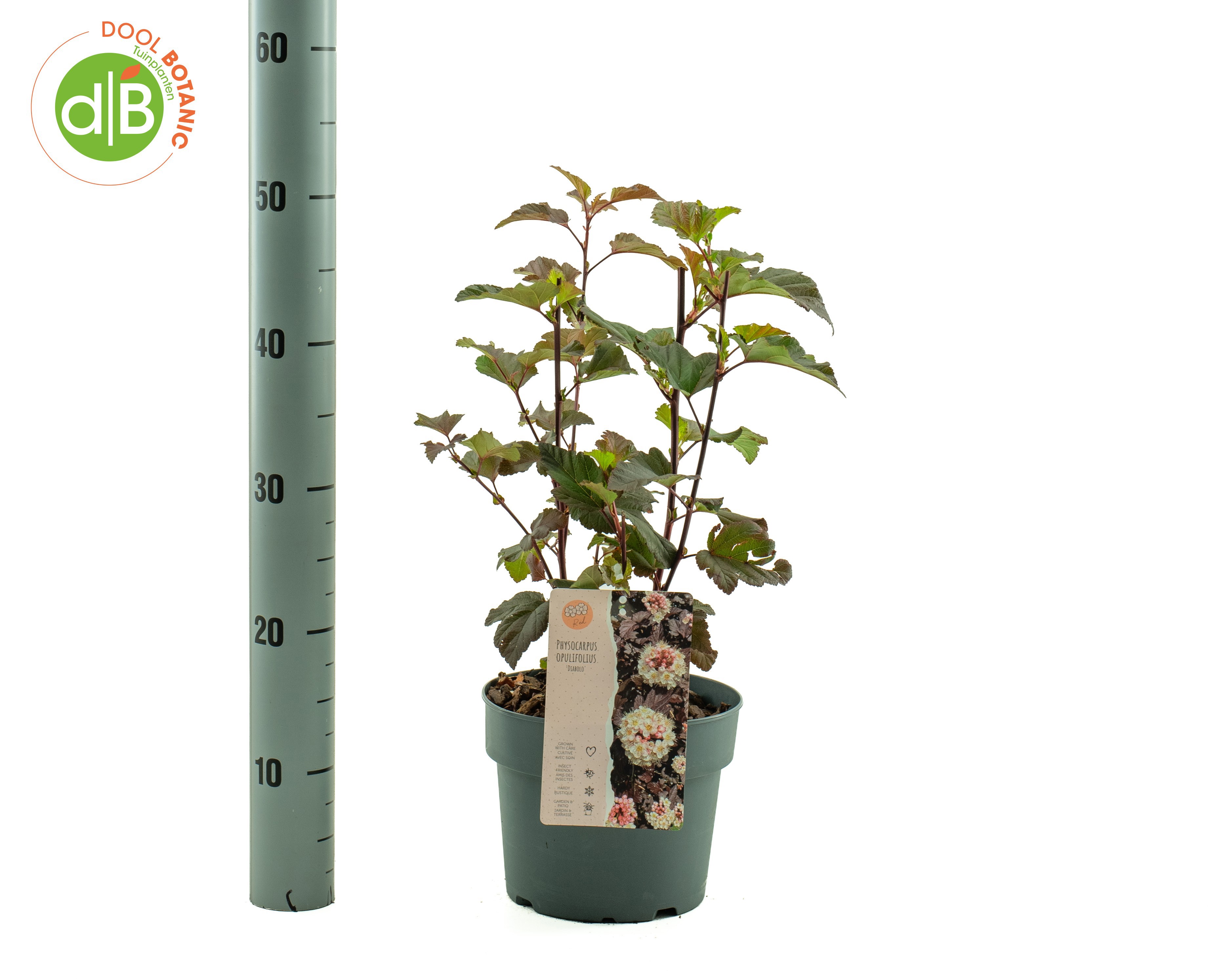 Physocarpus opulifolius 'Diabolo'