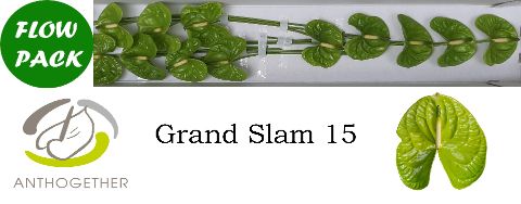 Anth A Grand Slam