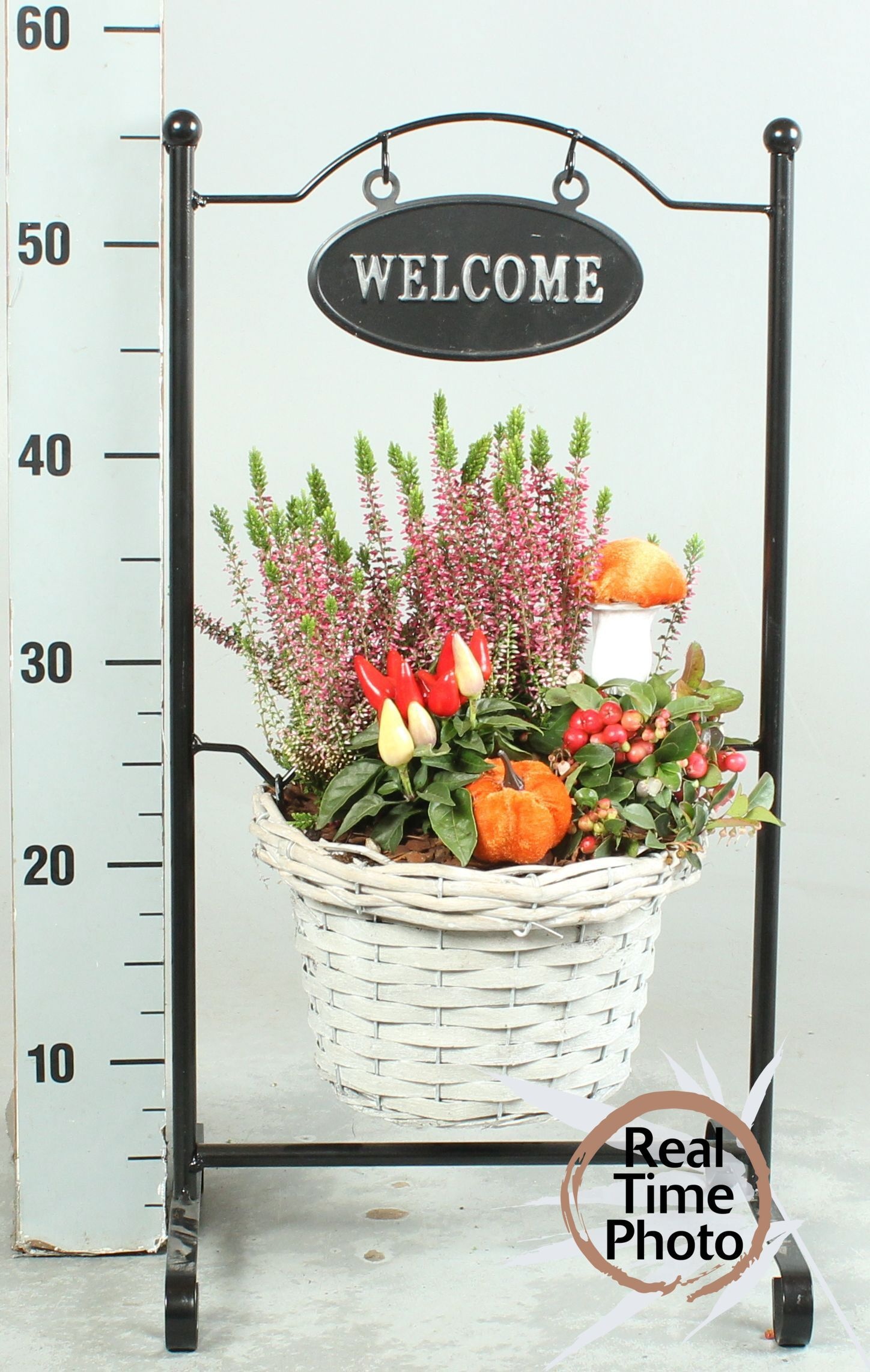Arr Tuinplanten H% 30P 65cm