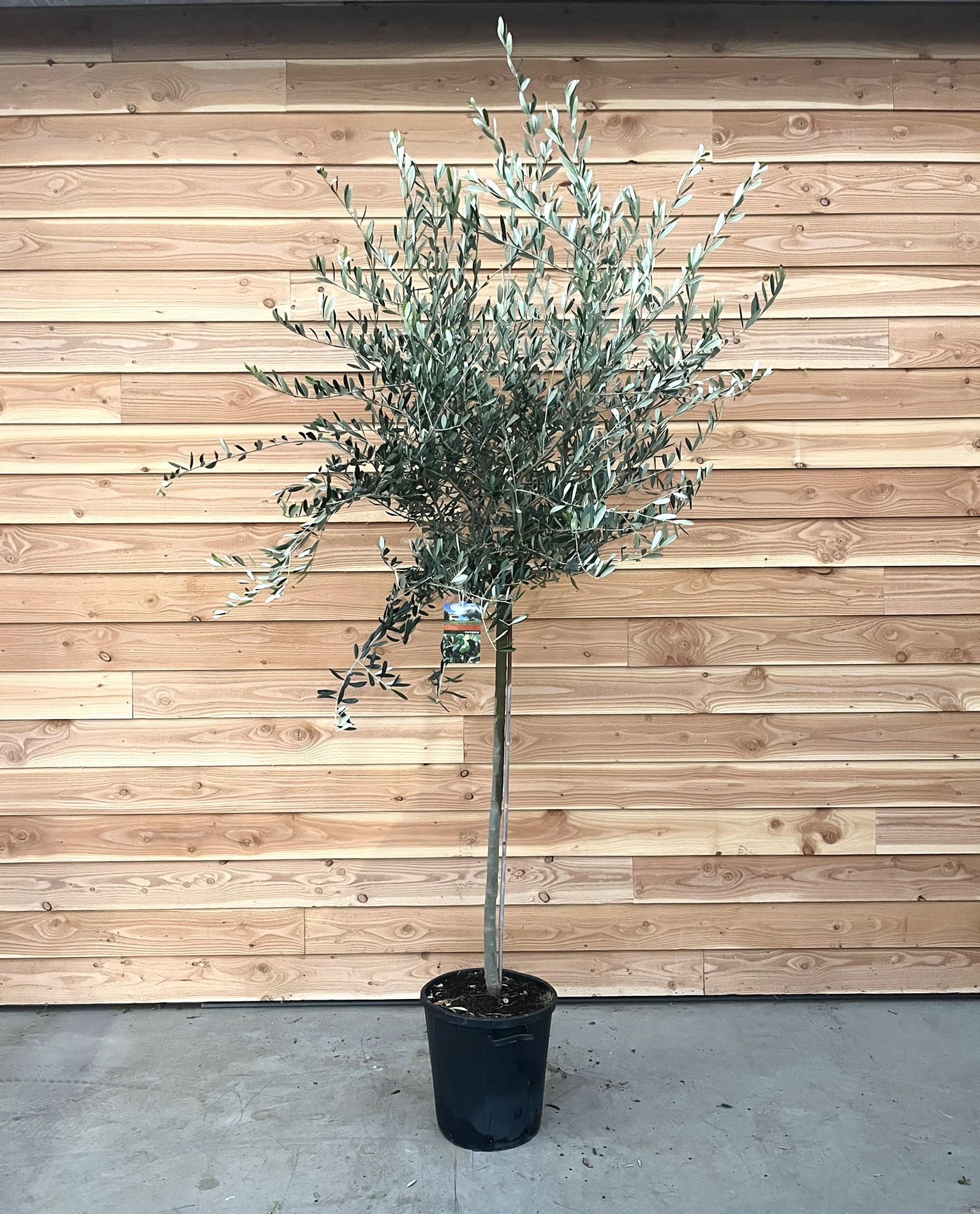 Picture of Olea europaea P40 80/std 10-15 190/200 incl pot