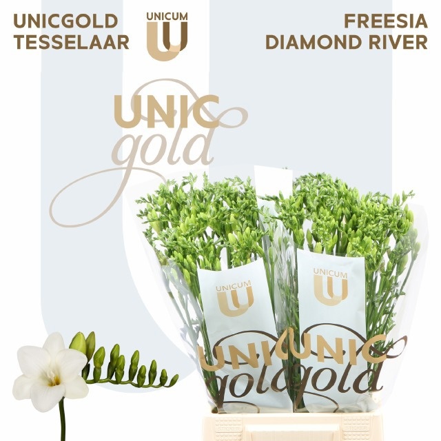 Freesia Single Diamond River 50cm 20gram