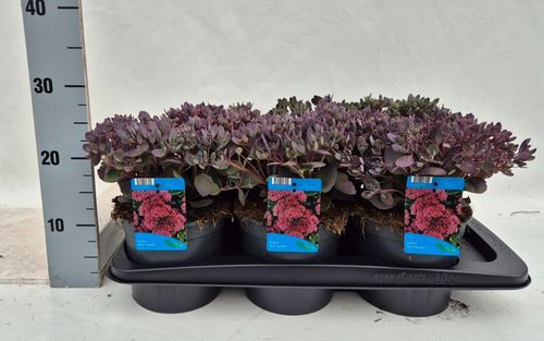 Sedum Red Sparkle p17 Weet