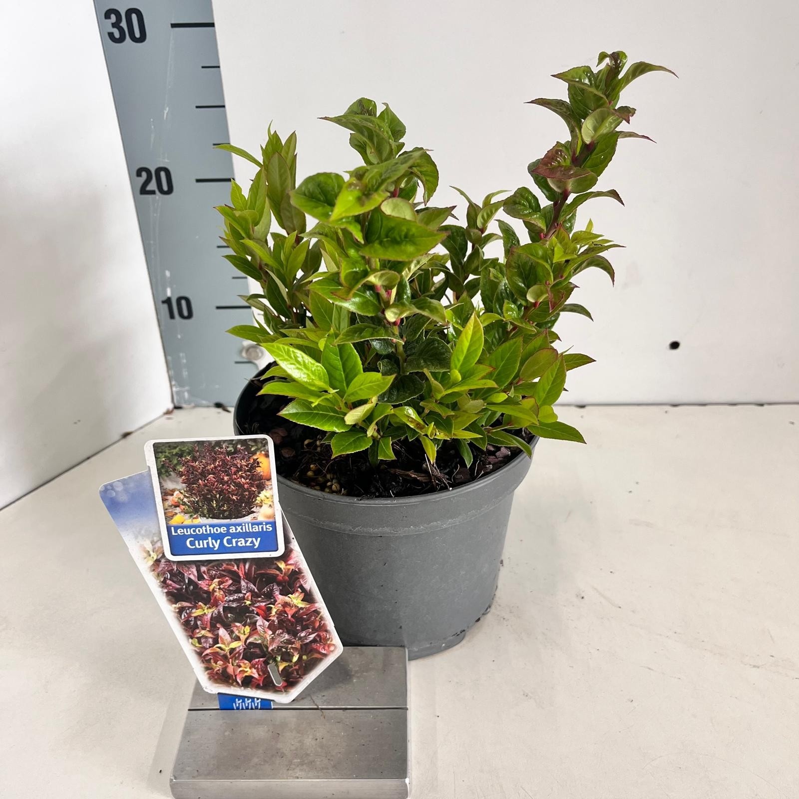 Picture of Leucothoe axillaris ‘Curly Crazy’ PBR