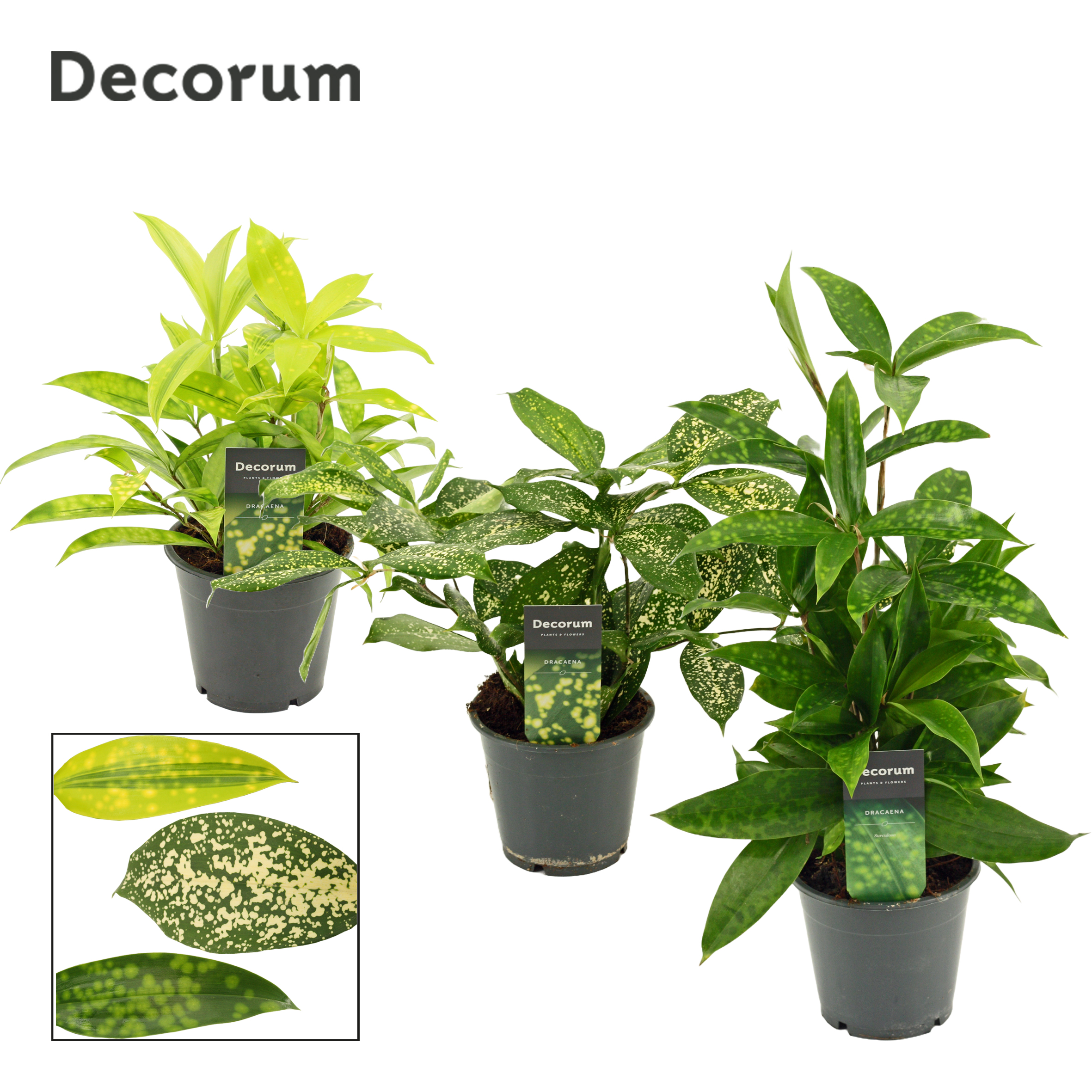 Picture of Dracaena in varieties Decorum P12 35CM