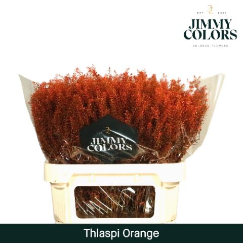 Thlaspi Gekleurd Orange