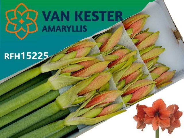 Hippeastrum Desire 4bl