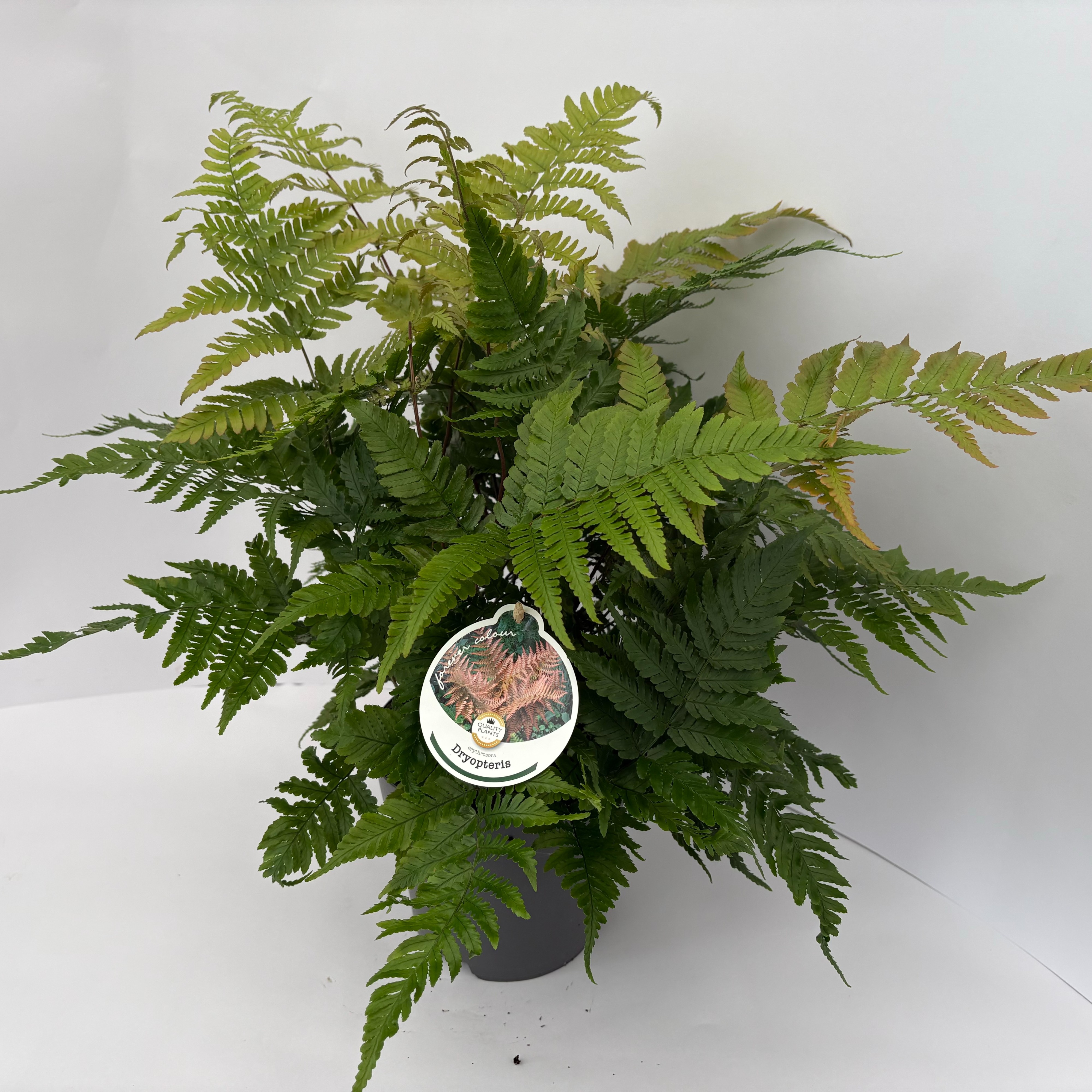 Picture of Dryopteris erythrosora P17 (2 Ltr)