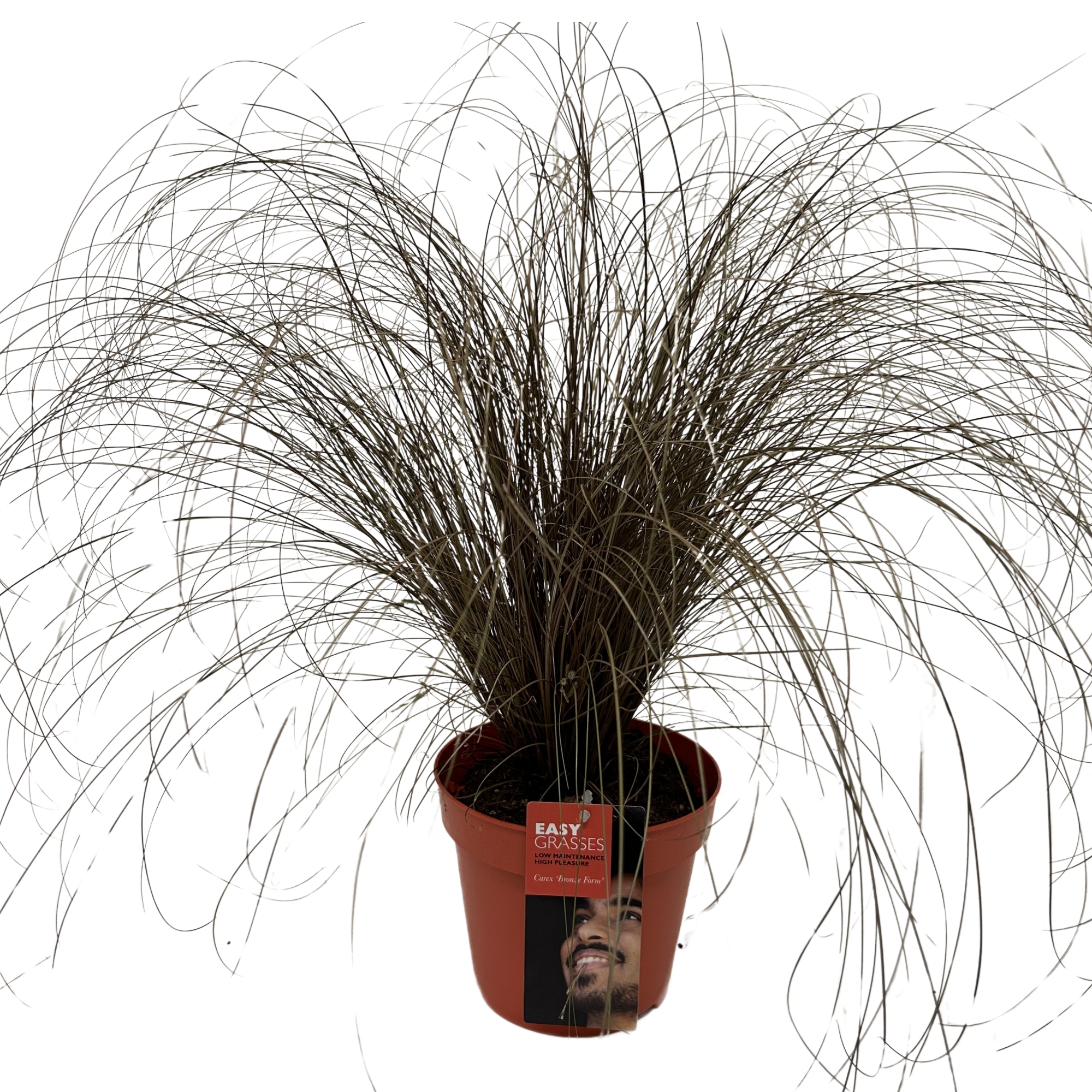Picture of Carex comans Bronze Form red