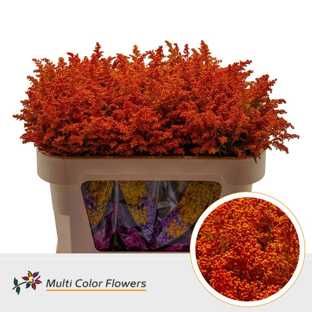 Solidago Painted 70cm 30gram