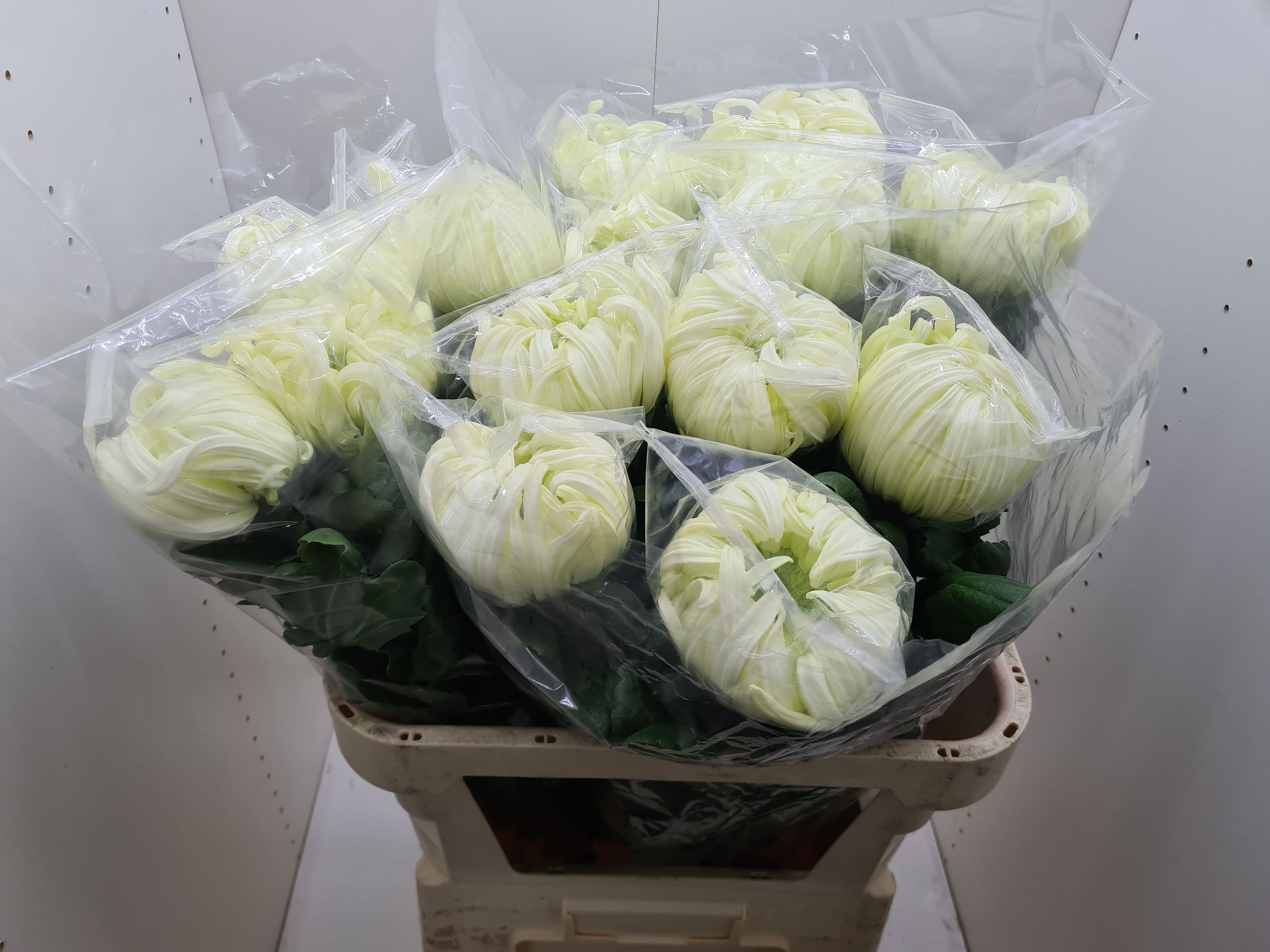 Chrys Single Vienna White 80cm 140gram