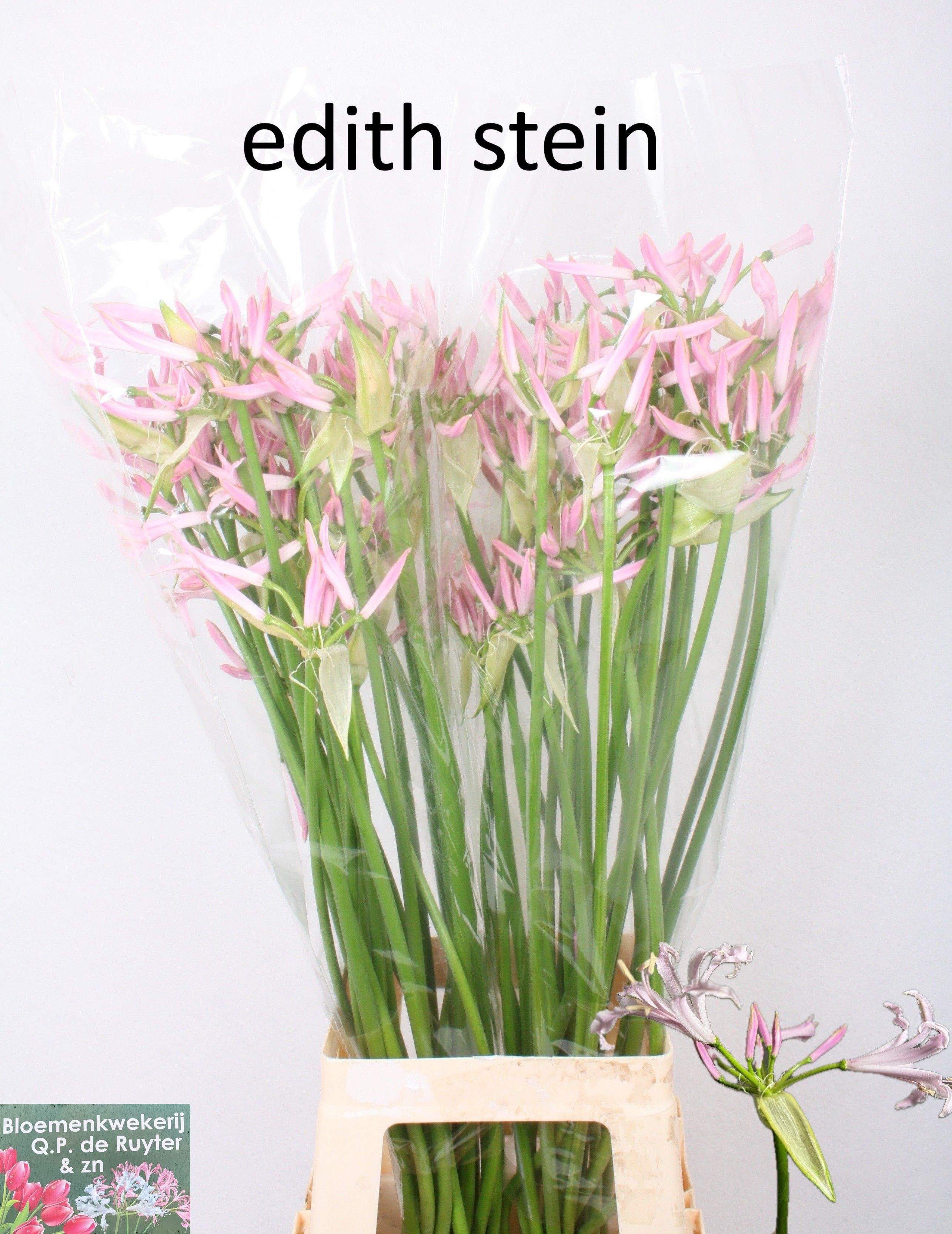 Nerine Asst 70cm