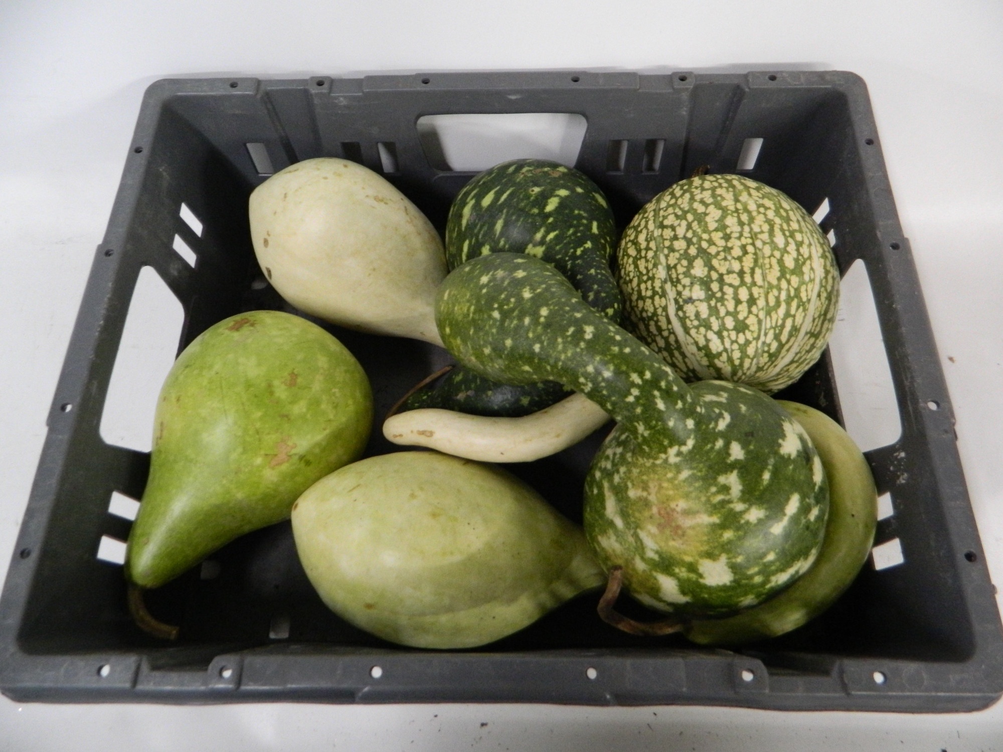 Cucurbita Orange (PUMPKIN)