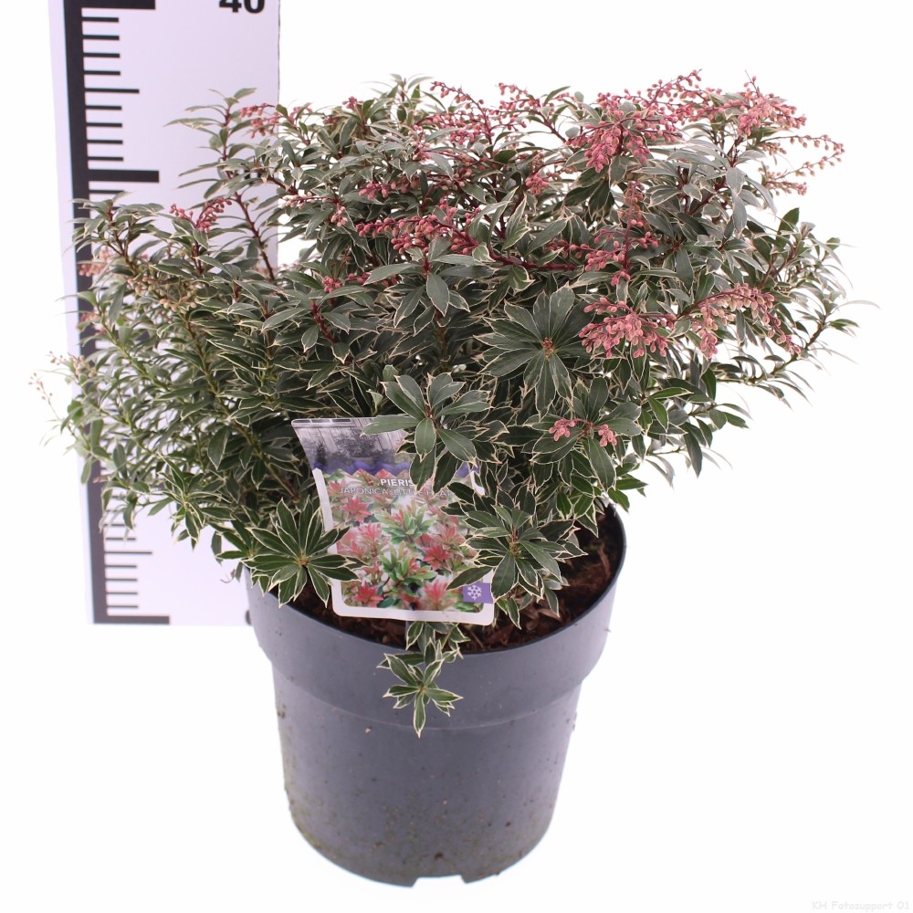 Picture of Pieris jap. 'Little Heath'